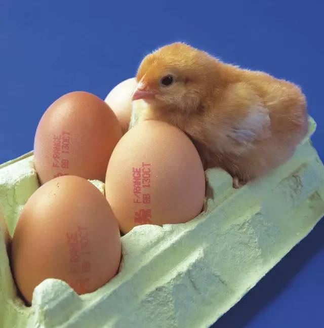 偉迪捷雞蛋噴碼機：立夏要吃蛋，你卻不懂它